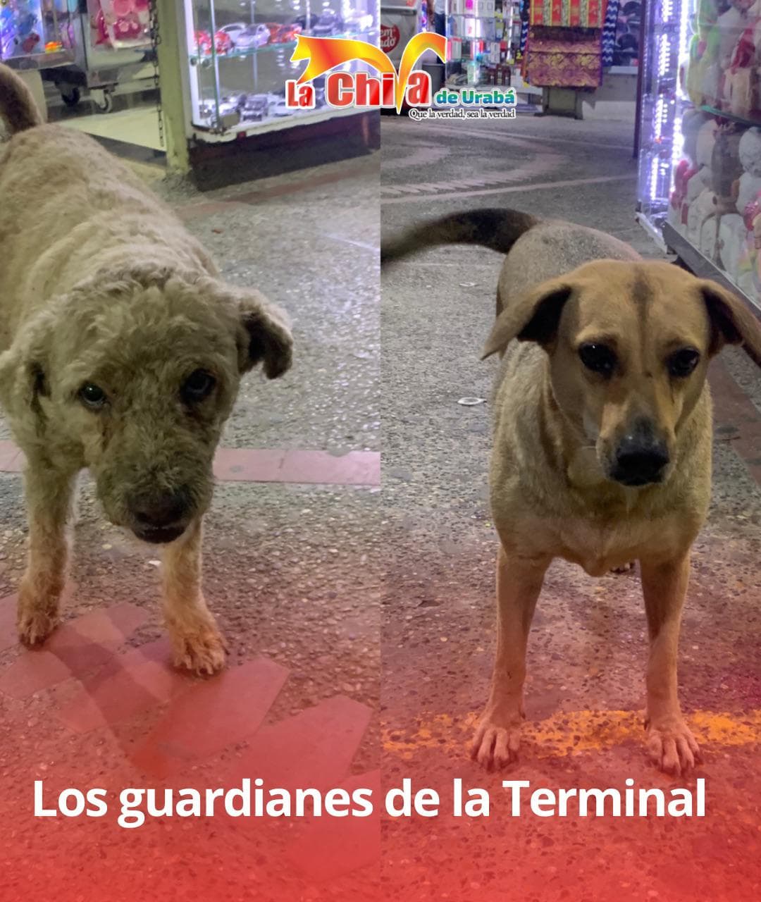 Troilo y Niña, guardianes y mascotas de la Terminal
