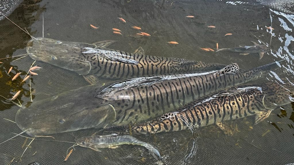 Los spa de peces donde se estudia y se reproducen las especies del río Cauca
