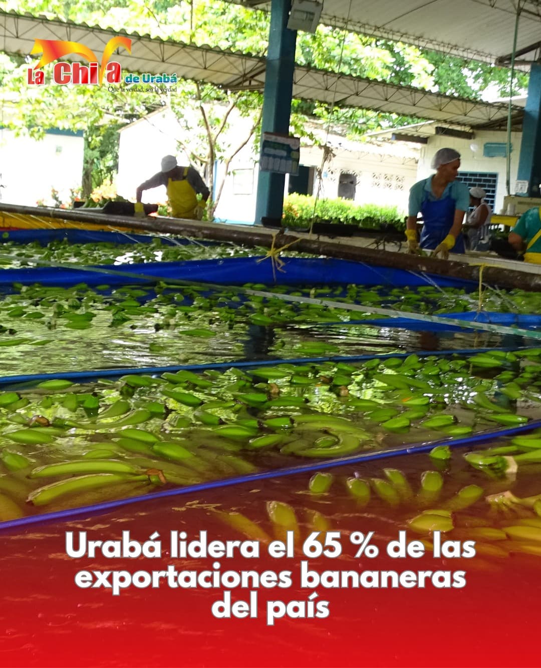 Urabá, motor bananero de Colombia con el 65 % de las exportaciones
