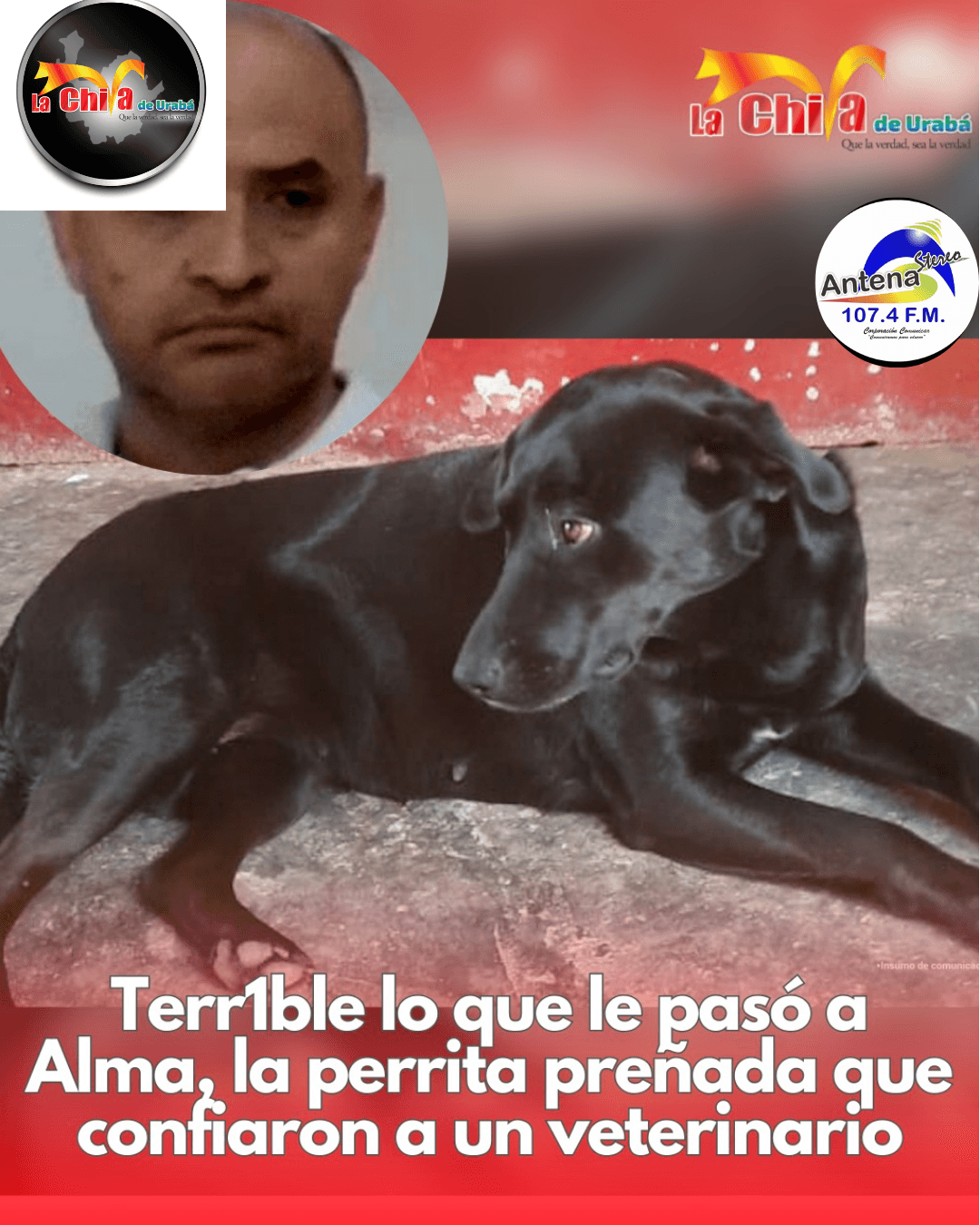 Veterinario judicializado por la muerte de una perrita embarazada en Itagüí