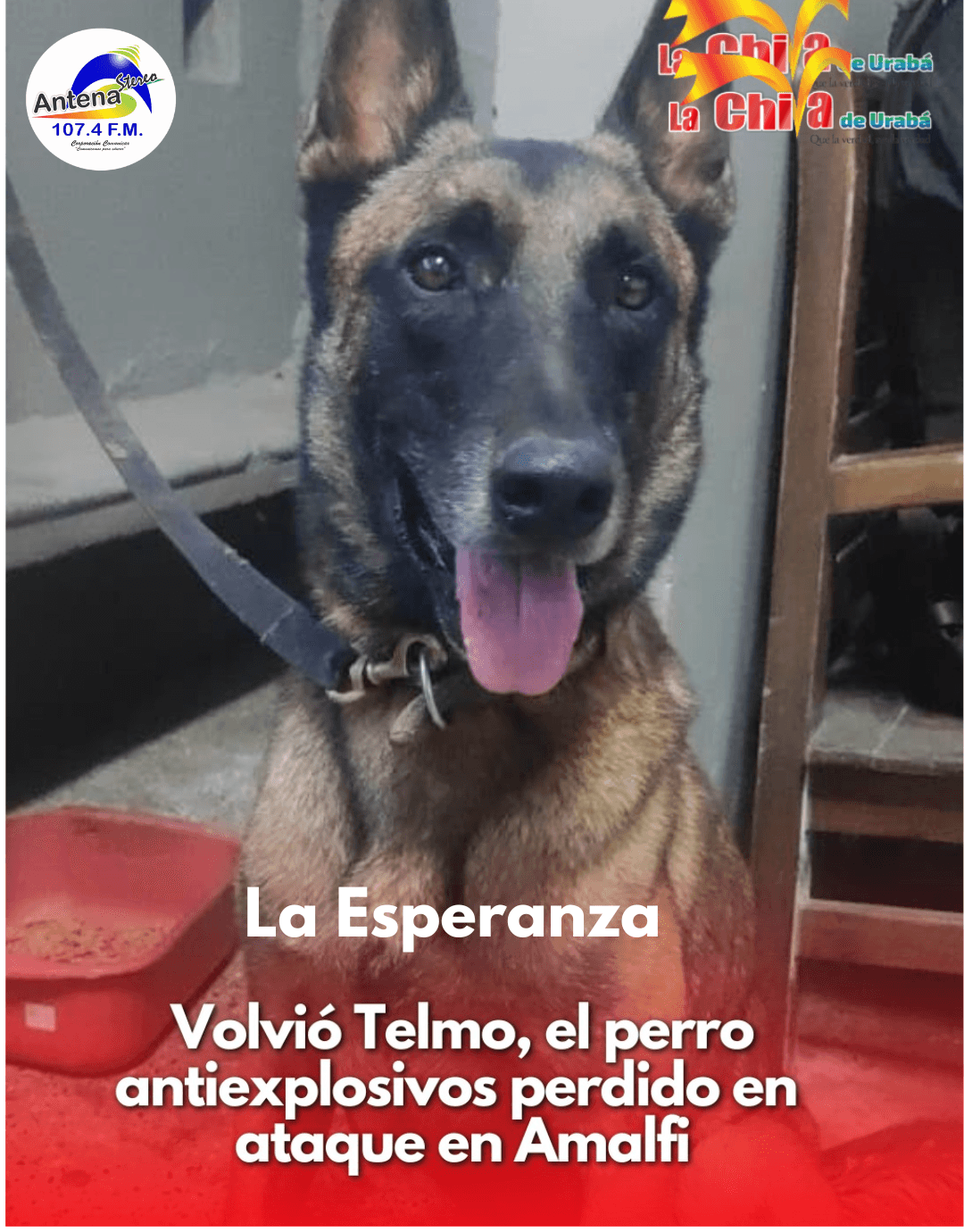 La Guerrilla devolvió a Telmo, el perro antiexplosivo perdido durante ataque en Amalfi