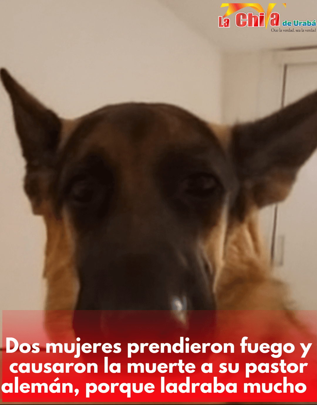 Dos mujeres acusadas de quemar a su perro pastor alemán, un juez las mandó a la cárcel  