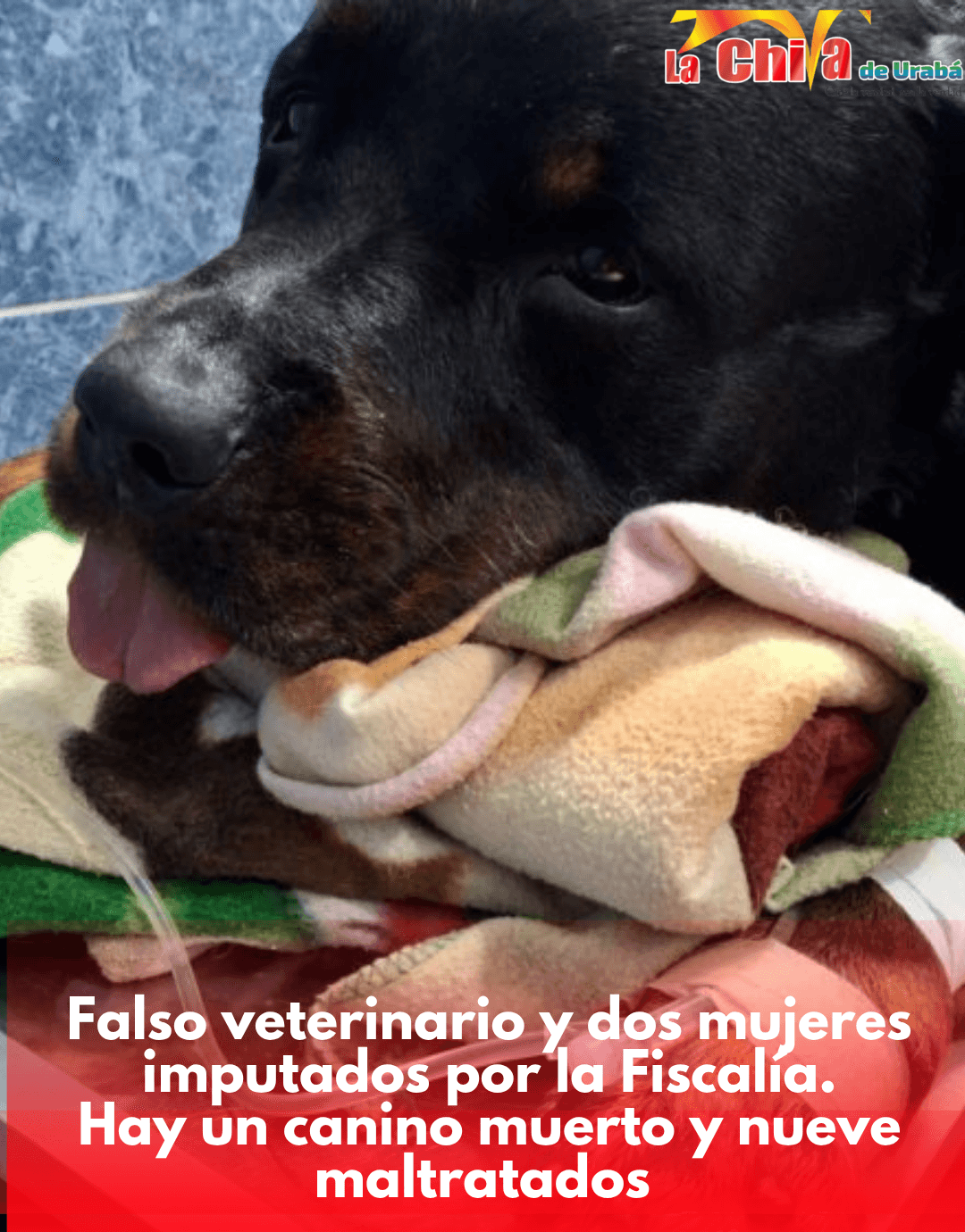 Falso veterinario y dos mujeres a responder ante la justicia por m4ltrat0 animal