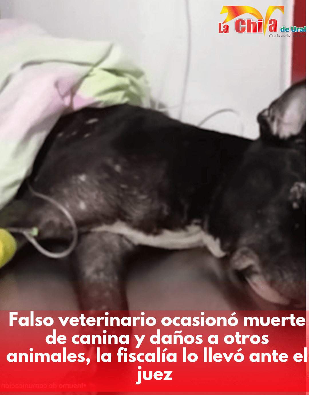 Fiscalía imputó a falso veterinario que habría causó la muerte de una canina