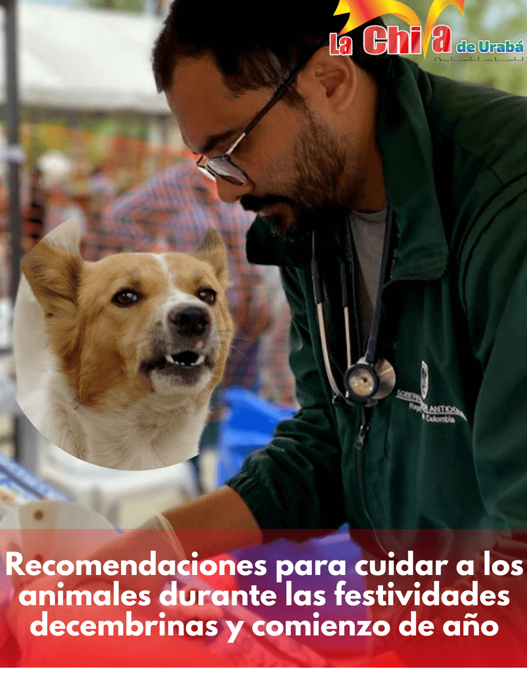 En Antioquia invitan a proteger a los animales durante la temporada decembrina