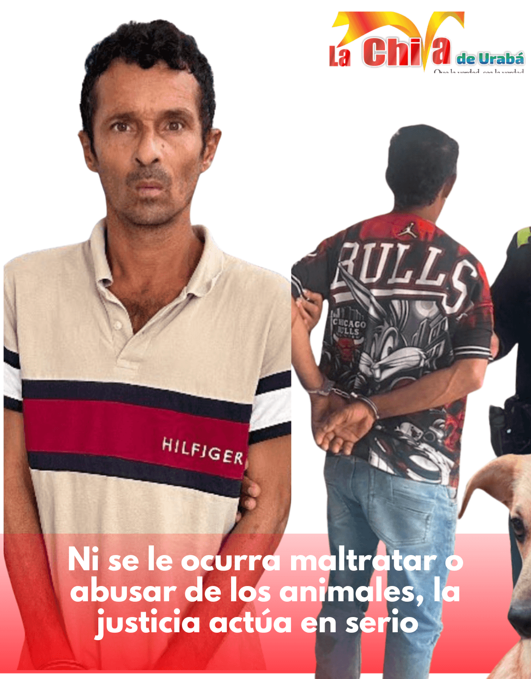 La justicia en serio: deberán responder por el maltrato de “Princesa” y “Galleta”