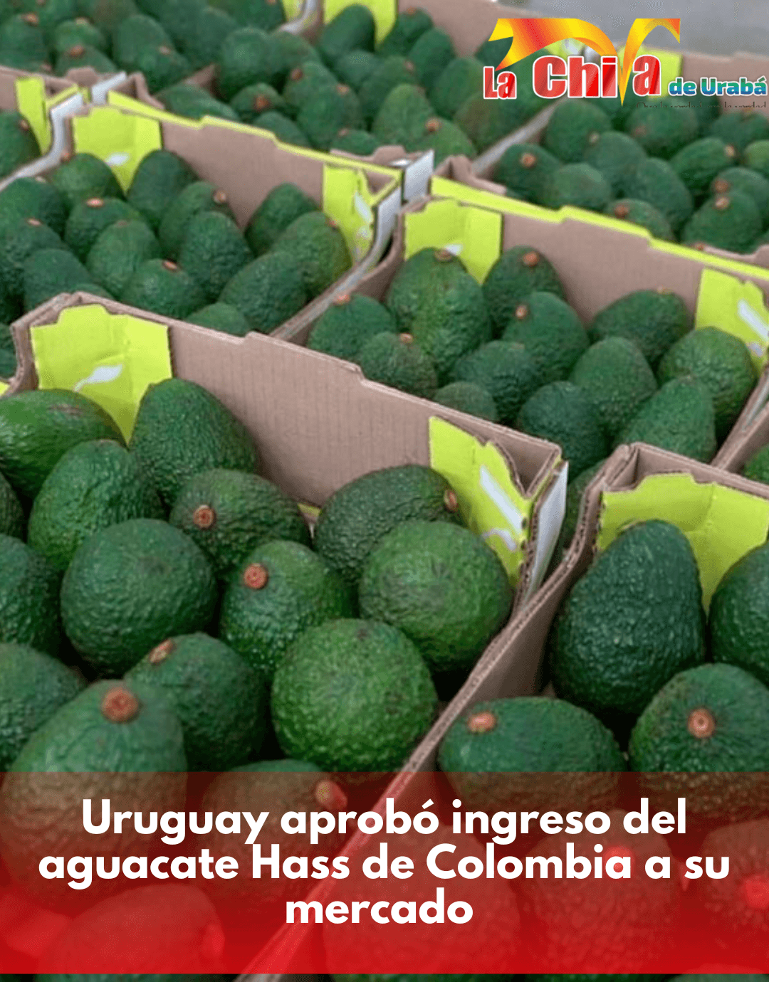 El Aguacate Hass colombiano abrió puertas en el mercado de Uruguay