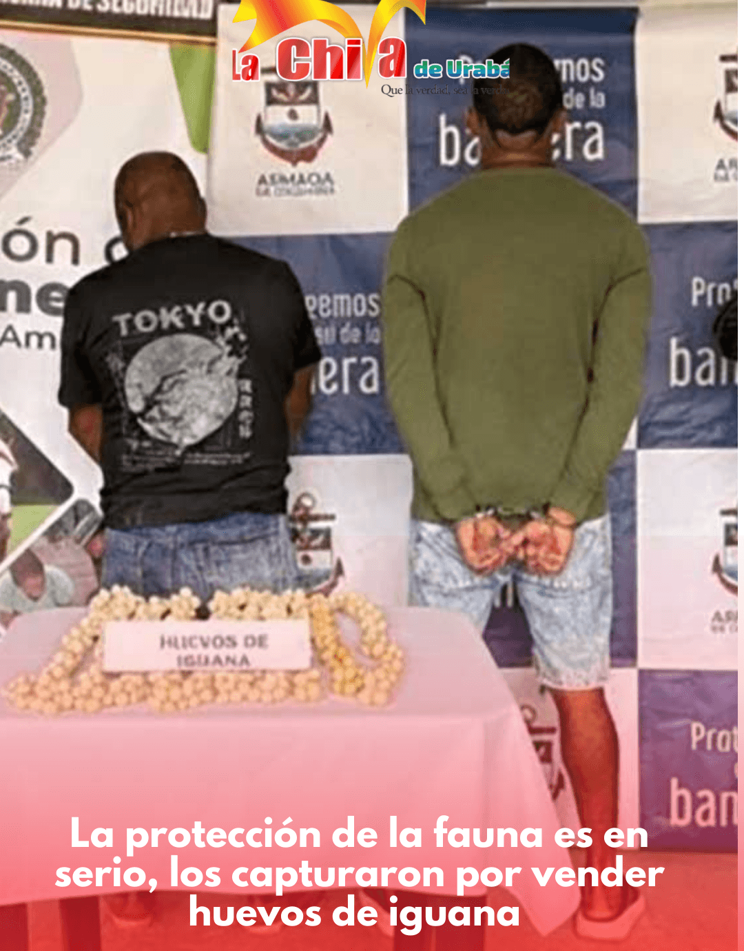 Capturaron a dos personas por comerciar más de 1.300 huevos de iguana