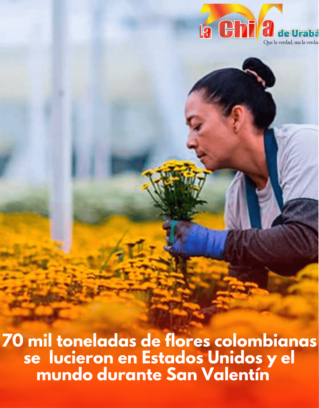 Colombia exportó 70.000 toneladas de flores en San Valentín