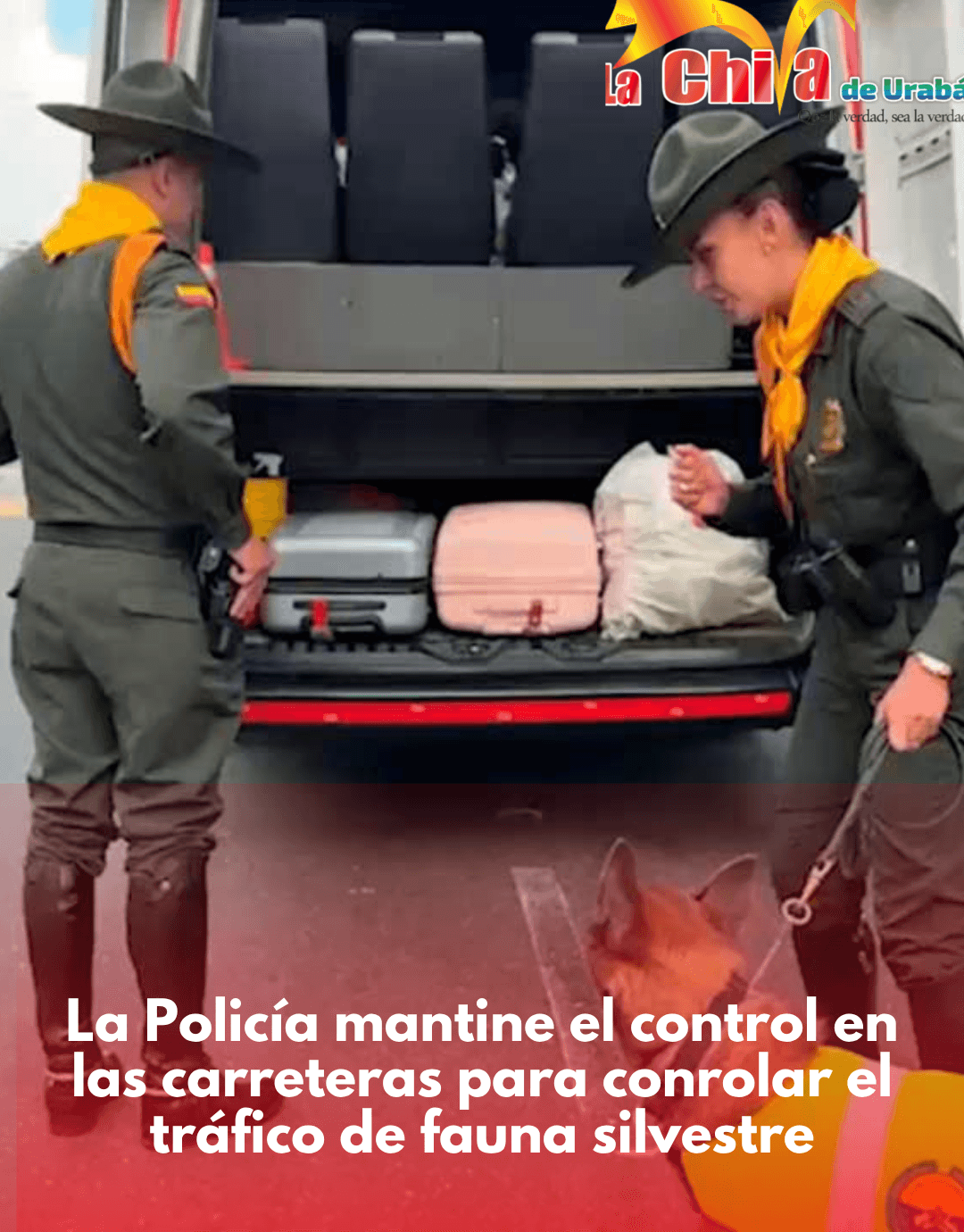 Policía mantiene  acciones contra tráfico de fauna y flora, van 411 capturas