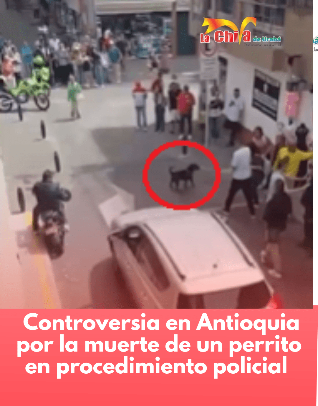 Procedimiento policial en Rionegro terminó con un hombre capturado, varias personas heridas y un perro muerto
