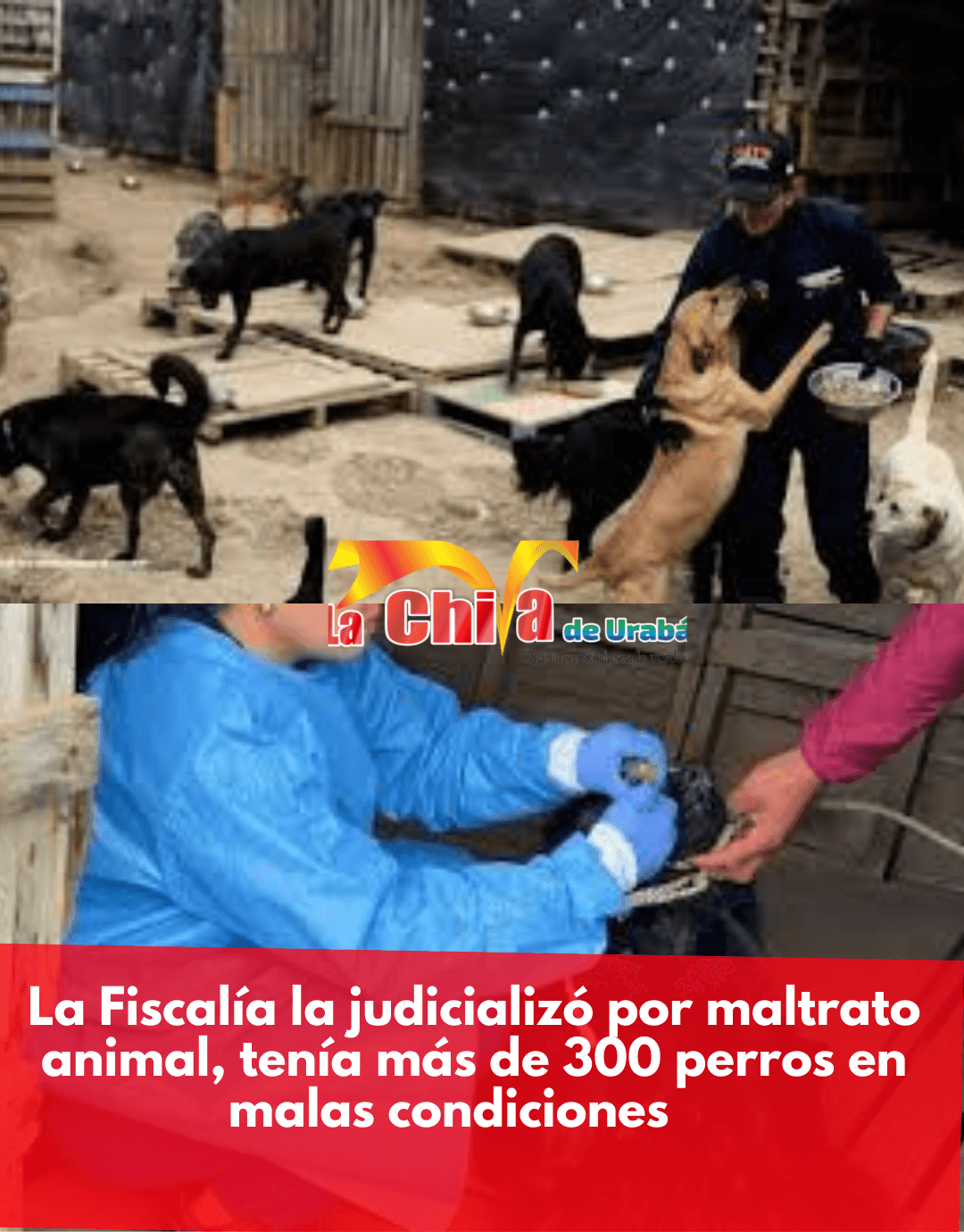 La Judicializaron por mantener más de 300 perros con hambre y enfermos